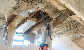 Environmental Consulting for Mold Prevention in Kewaunee, WI